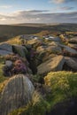 Epic colorful landscape view of late Summer heather in Peak District around Higger Tor at sunrise Royalty Free Stock Photo