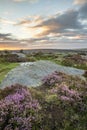 Epic colorful landscape view of late Summer heather in Peak District around Higger Tor at sunrise Royalty Free Stock Photo