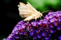 This is an epic macro capture of a beautiful umber skipper butterfly on a blooming vibrant purple statice flower. Royalty Free Stock Photo