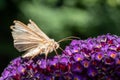 This is an epic macro capture of a beautiful umber skipper butterfly on a blooming vibrant purple statice flower. Royalty Free Stock Photo