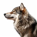 Epic Portraiture Of A Gray Wolf In Dark Magenta And Light Amber