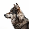 Epic Portraiture Of Grey Wolf In Dark Amber And Magenta