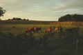 Epic scene of a cattle farm - cow livestock grazing in a meadow at sunset in the evening. Amazing sunset landscape. Country