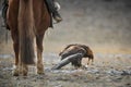 Epic Shot Of A Golden Eagle Tearing Its Prey Near The Horse`s Legs.Mongolian Trained Bird Caught A Hare.Ancient Traditions Of Mong