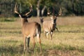 Epic showdown between two huge whitetail bucks Royalty Free Stock Photo