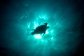 Epic underwater photo of a green sea turtle silhouette against t Royalty Free Stock Photo
