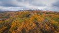 Epic Wide Aerial View of Aspen Trees Royalty Free Stock Photo