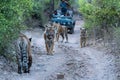 An epic wildlife moment during safari when a wild male tiger or father meeting with his three grown cubs at ranthambore forest