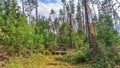 In the epicenter of the thunderstorm and storm a forest area was affected. Trees were broken in half. Tree parts, trunks, branches