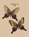 Epicopeia hainesii is a moth of the family Epicopeiidae. hand draw sketch vector Royalty Free Stock Photo