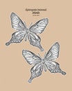 Epicopeia hainesii is a moth of the family Epicopeiidae. hand draw sketch vector Royalty Free Stock Photo