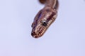 Epicrates cenchria is a boa species endemic to Central and South America. Common names include the rainbow boa, and slender boa Royalty Free Stock Photo