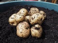 Epicure potatoes harvested from a pot - container gardening Royalty Free Stock Photo