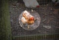 Epidemic disease of chicken flu h5n1. Chinese pandemic danger. Animals virus to people. Hen in the cage