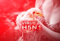 Epidemic disease of chicken flu h5n1. Chinese pandemic danger. Animals virus to people. Woman holds a hen