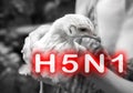 Epidemic disease of chicken flu h5n1. Chinese pandemic danger. Animals virus to people. Woman holds a hen