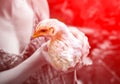 Epidemic disease of chicken flu h5n1. Chinese pandemic danger. Animals virus to people. Woman holds a hen