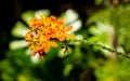 EPIDENDRUM IBAGUENSE CRUCIFIX ORCHID - ORANGE Royalty Free Stock Photo