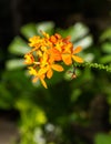 EPIDENDRUM IBAGUENSE CRUCIFIX ORCHID - ORANGE Royalty Free Stock Photo