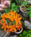 Epidendrum ibaguense is an easy to grow epiphytic orchid