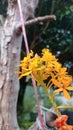 Epidendrum ibaguense is a species of epiphytic orchid of the genus Epidendrum which occurs