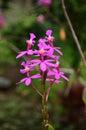 Epidendrum secundum flower Royalty Free Stock Photo