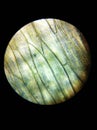 The epidermal cells of Cabbage