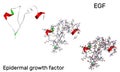 Epidermal growth factor , EGF protein molecule. It is stimulates cell growth and differentiation. 3D rendering PDB 2KV4