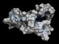 Epidermal growth factor EGF signaling protein molecule. Cartoon representation combined with semi-transparent surfaces.