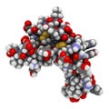 Epidermal growth factor (EGF) signaling protein molecule. 3D rendering. Atoms are represented as spheres with conventional color