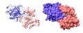 Epidermal growth factor receptor dimer in complex with allosteric inhibitor (red) and AMP (cyan)