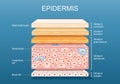 epidermis anatomy. Skin structure