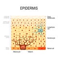 Epidermis layers. epithelial cells. Structure of the humans skin Royalty Free Stock Photo