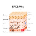 Epidermis structure. Cell, and layers of a human skin. Royalty Free Stock Photo