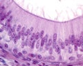 Epididymis. Pseudostratified columnar epithelium Royalty Free Stock Photo