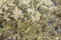 Epidote and Augit Slikat crystals Royalty Free Stock Photo