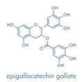 Epigallocatechin gallate EGCG green tea polyphenol molecule. Has antioxidant properties and may contribute to health effects of.