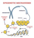 Epigenetic mechanisms as DNA acid gene protein expression in outline diagram Royalty Free Stock Photo