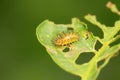 Epilachna vigintioctopunctata on plant Royalty Free Stock Photo
