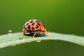 Epilachna vigintioctopunctata on plant Royalty Free Stock Photo