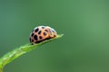 Epilachna vigintioctopunctata on plant Royalty Free Stock Photo