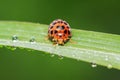 Epilachna vigintioctopunctata on plant Royalty Free Stock Photo