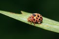 Epilachna vigintioctopunctata on plant Royalty Free Stock Photo
