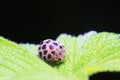 Epilachna vigintioctopunctata on plant Royalty Free Stock Photo