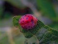 Epilachninae is a subfamily of the lady beetles, Coccinellidae.