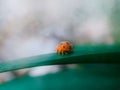 Epilachninae is a subfamily of the lady beetles, Coccinellidae.