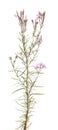 Epilobium Royalty Free Stock Photo