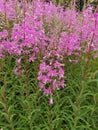 Epilobium angustifolium. Pink flowers of fireweed, Chamerion angustifolium. Royalty Free Stock Photo