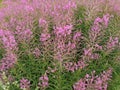 Epilobium angustifolium. Pink flowers of fireweed, Chamerion angustifolium. Royalty Free Stock Photo