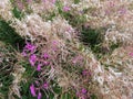 Epilobium angustifolium. Pink flowers of fireweed, Chamerion angustifolium. Royalty Free Stock Photo